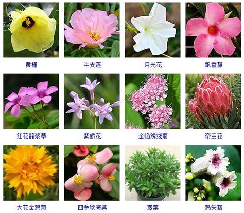 花卉大全|草本植物(花卉)图鉴及常见问题大全